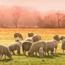 В Ивановской области выявлены очаги оспы овец и африканской чумы свиней