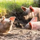 В Ивановской области введен карантин по африканской чуме свиней