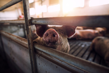 В Ивановской области установлен карантин по африканской чуме свиней  