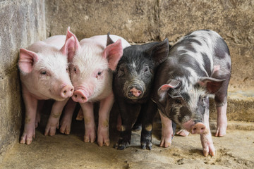 «Возникновение АЧС в свинокомплексах приведет к катастрофе»