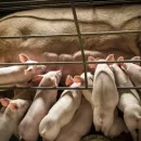 Крупнейшим свинокомплексам Ивановской области чума свиней не грозит