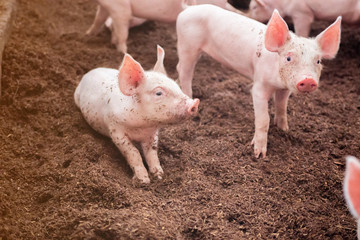 В Ивановской области ликвидируют четыре очага африканской чумы свиней  