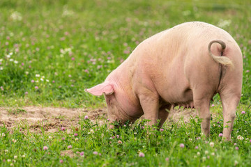 В Ивановской области зарегистрирована пятая вспышка африканской чумы свиней  