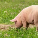 В Ивановской области зарегистрирована пятая вспышка африканской чумы свиней