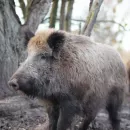 В Ивановской области выявлен 11-й случай африканской чумы свиней