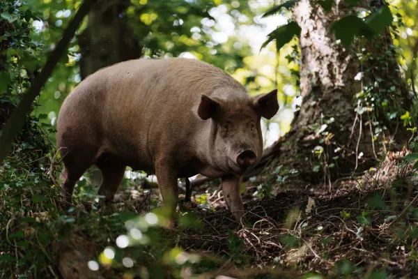 В Ивановской области сняли карантин по всем очагам африканской чумы свиней