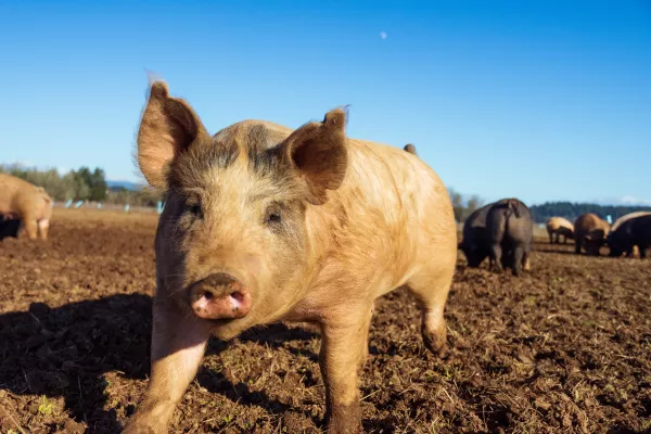 Ивановское предприятие по убою свиней оштрафовано за многочисленные нарушения законодательства