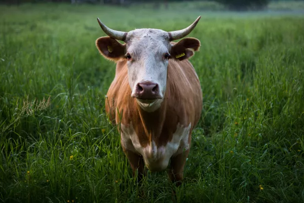 В Ивановоской области выявлено почти 60 очагов лейкоза крупного рогатого скота