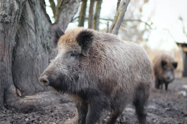 В Ивановской области есть риск распространения африканской чумы свиней