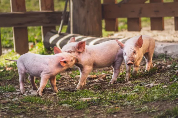 Рост производства свиней в Ивановской области: дымовские свиньи способствуют развитию животноводства