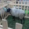 романовские овцы, бараны в Иванове 3