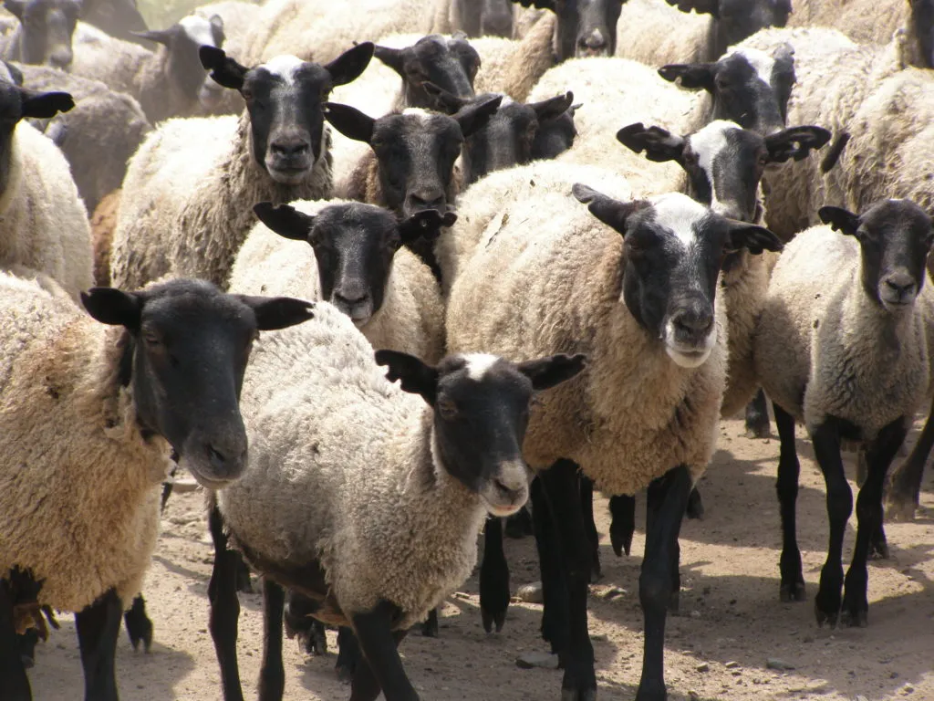 романовские овцы, бараны в Иванове