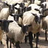 романовские овцы, бараны в Иванове