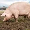 свинья домашняя крупная жирная в Нижнем Новгороде