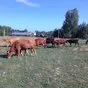 коровы Живой Вес  в Кинешме